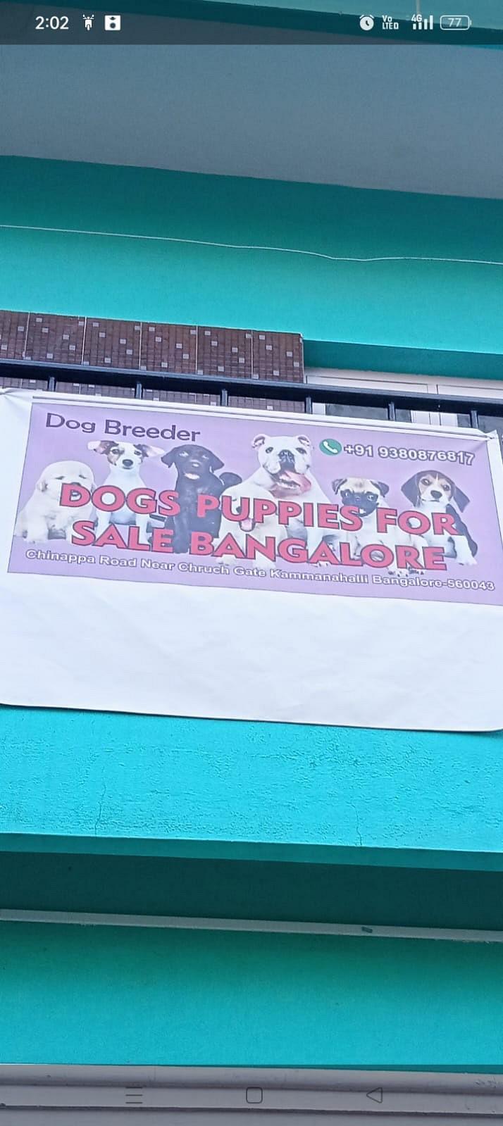 Dog puppies sale bangalore cover