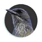 Treebird Branding logo