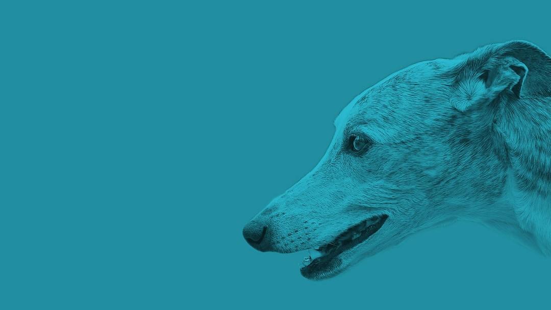 Greyhound Digital Consultancy cover