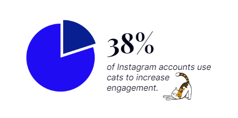 Instagram cats usage